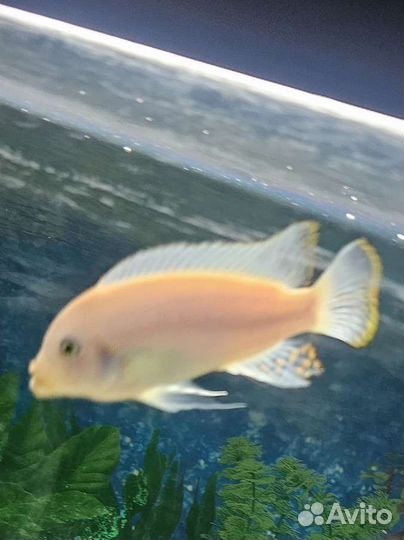 Рыбы цихлиды