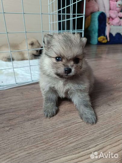 Померанский шпиц