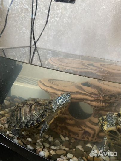 Черепаха бесплатно