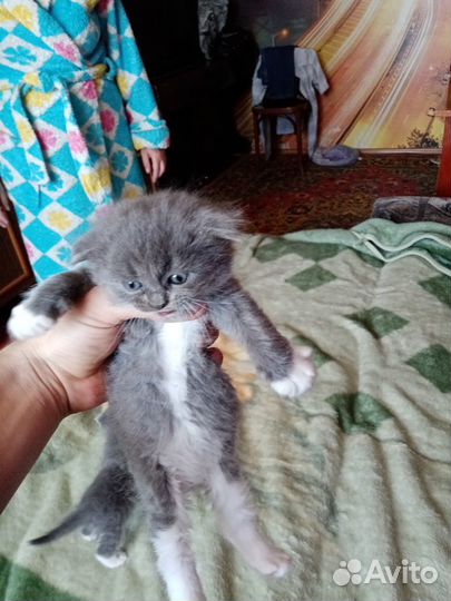 Котята шотландской вислоухой