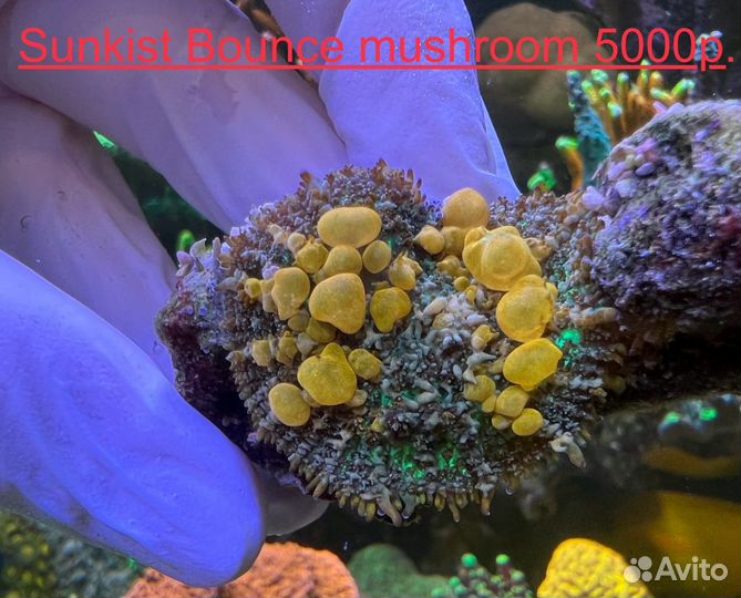 Морские живые кораллы чась1