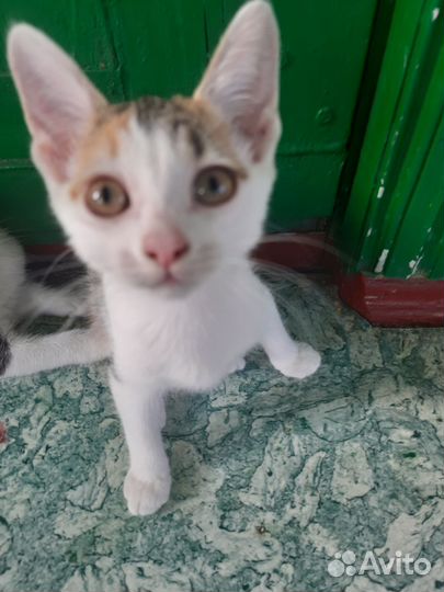 Котенок девочка