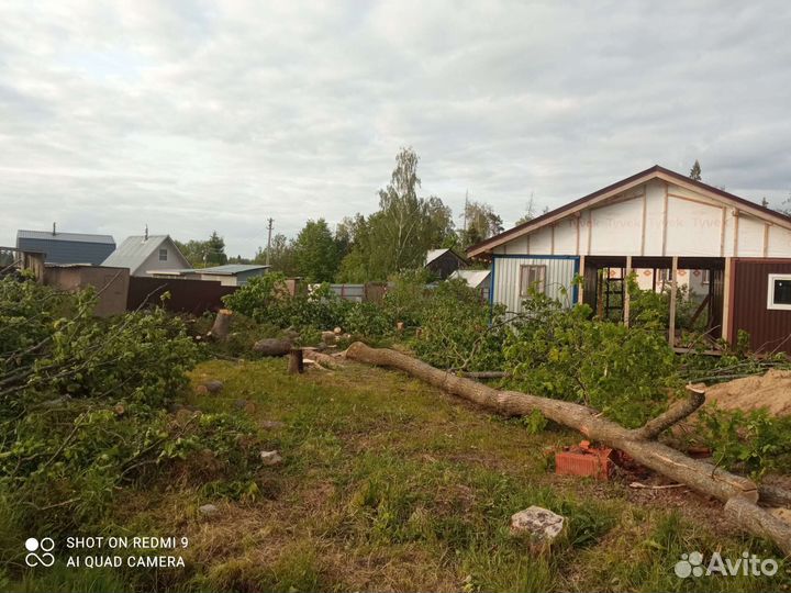 Спил деревьев