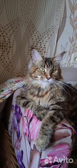 Кошки мейн-кун