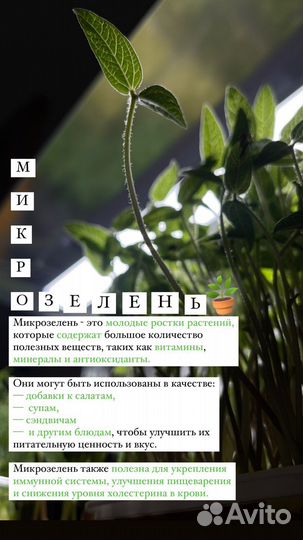 Микрозелень