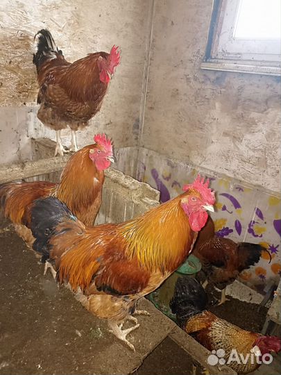 Петухи кучинские юбилейные петушки поместные