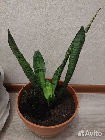 Комнатные цветы