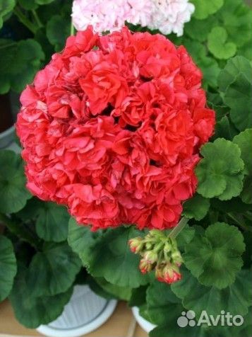 Герань пеларгония