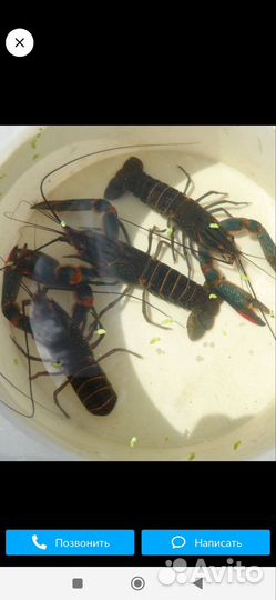 Австралийский рак