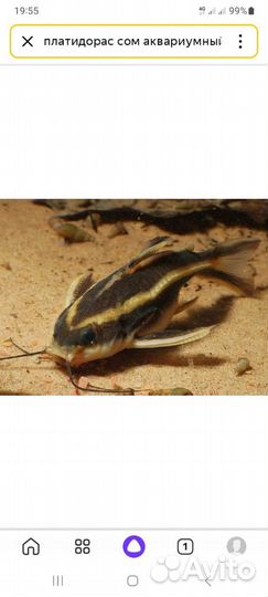 Платирадора 