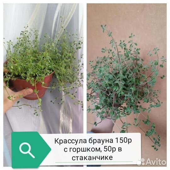 Суккуленты разные