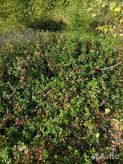 Продам клюкву, бруснику, грибы