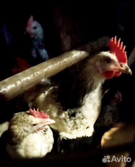 Полугодовалые петушки от породистых кур