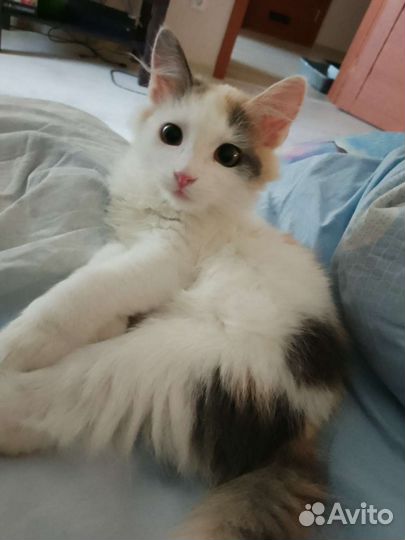 Кошка в дар бесплатно