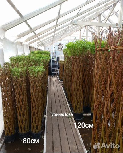 Плетёные деревья из сортового прута ивы арлекино