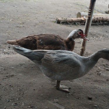 Семья мускусных уток 9шт