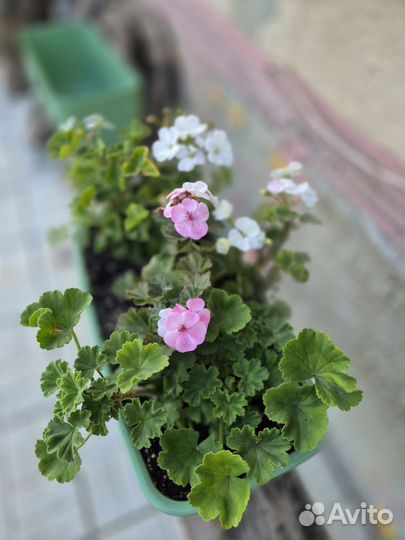 Герань пеларгония