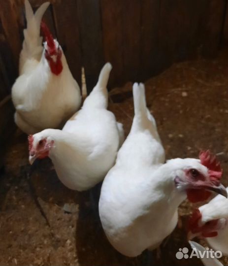 Инкубационное яйцо