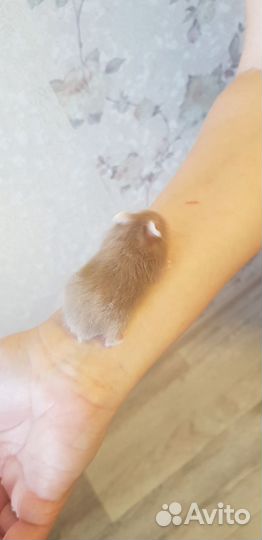 Джунгарский хомяк