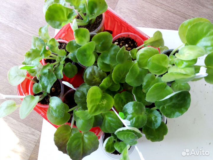 Детки сортовых сенполий