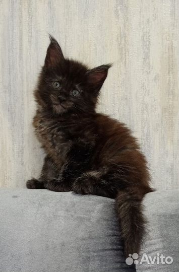 Котята мейн-кун