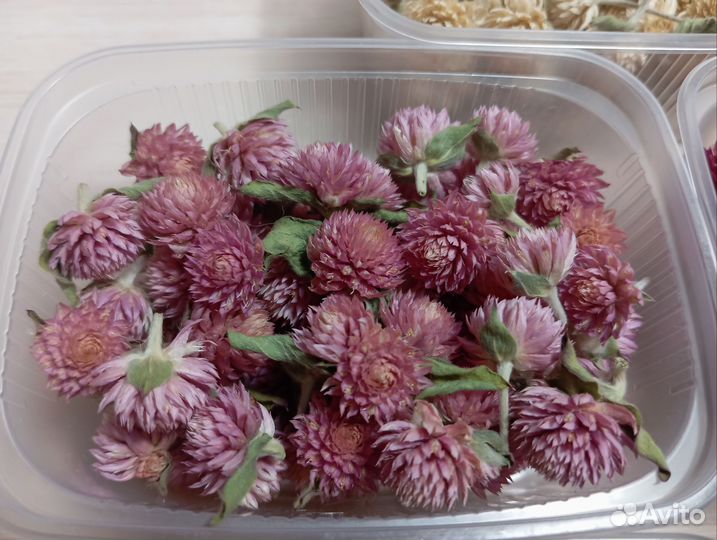 Сухоцветы Гомфрена