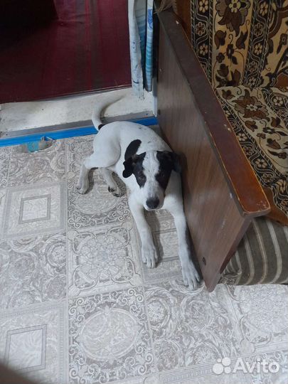 Отдаю щенков в добрые руки