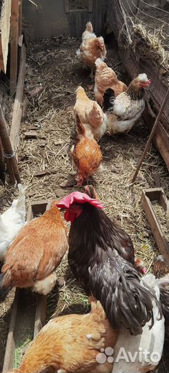 Куры несушки