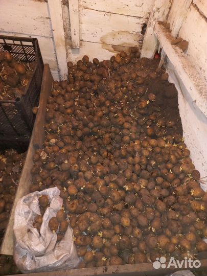 Семенной картофель