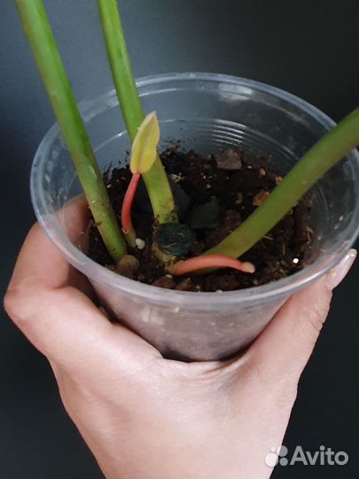 Филодендрон Jungle Fever variegat