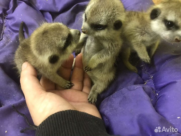 Сурикат малыш