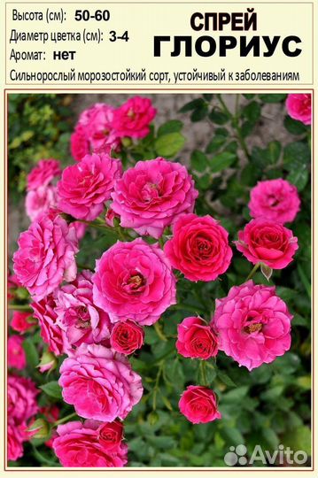 Розы рассада черешня абрикос саженцы