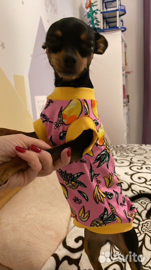 Той-терьер щенки