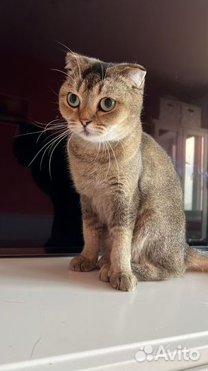 Щотландская кошечка