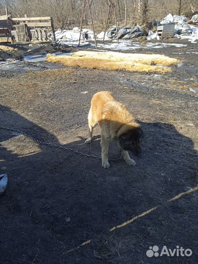 Кавказская овчарка в добрые руки