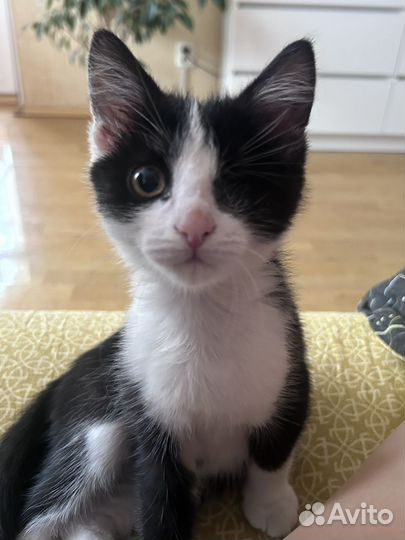 Котята в добрые руки бесплатно