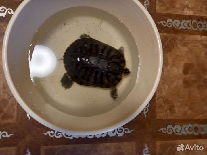 Красноухая черепаха