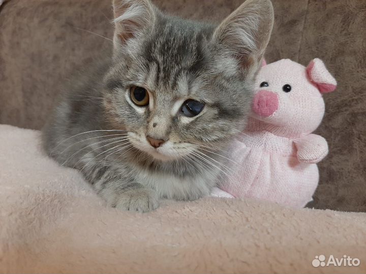 Кошечка бесплатно