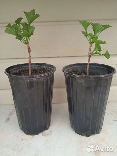 Гинкго билоба