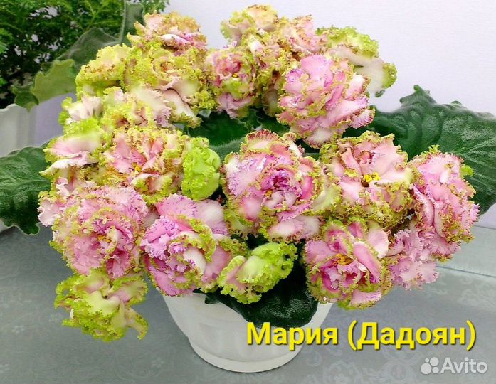 Фиалки