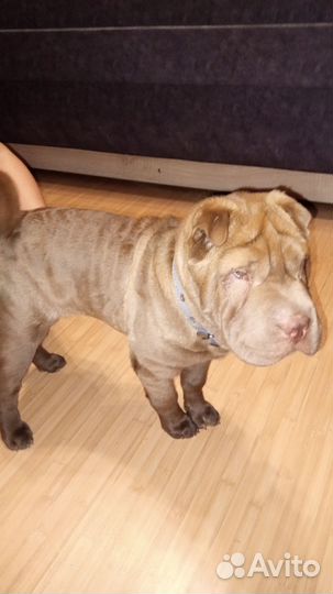 Собаки щенки шарпей