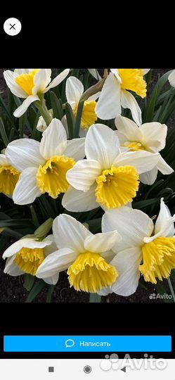 Луковицы нарциссов