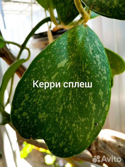 Хойи продажа