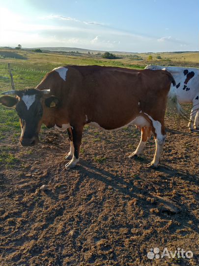 Продам стадо коров