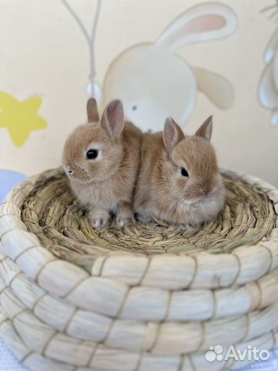 Карликовый, декоративный кролик