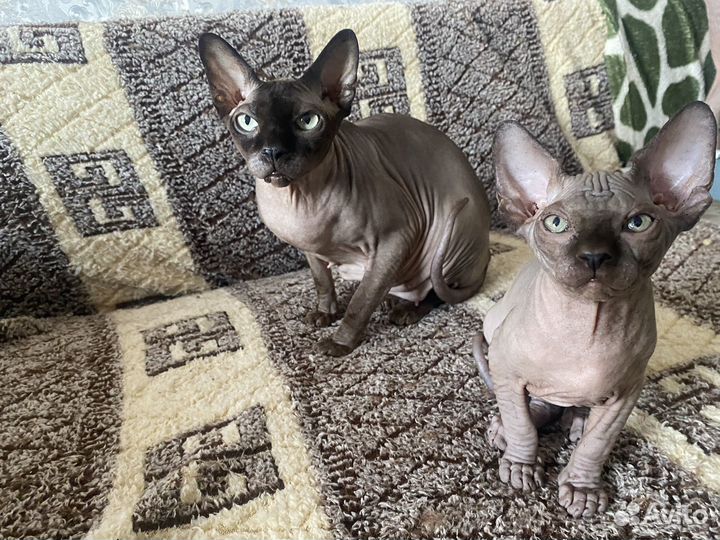 Канадский сфинкс