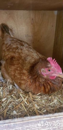 Куры несушки