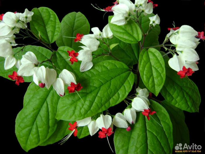 Клеродендрум госпожа Томпсон