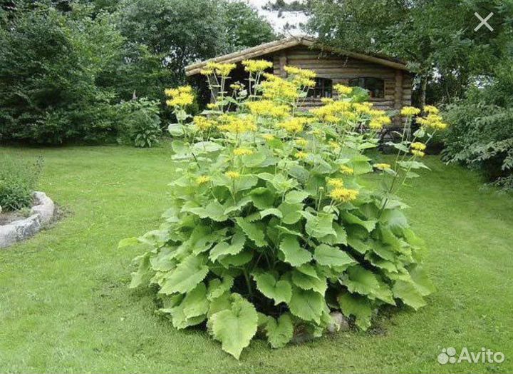 Девясил садовый