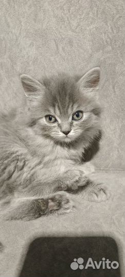 Продажа шотландских котят